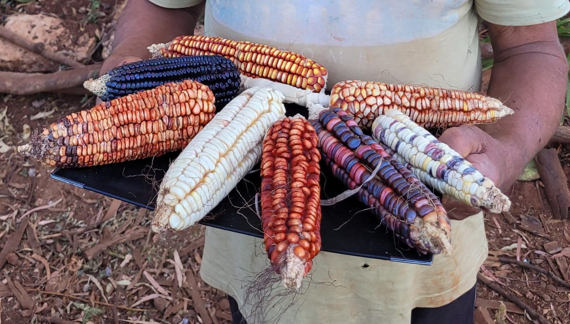 Productores agrícolas serán beneficiados con proyectos nacionales que lidera la UMSNH 