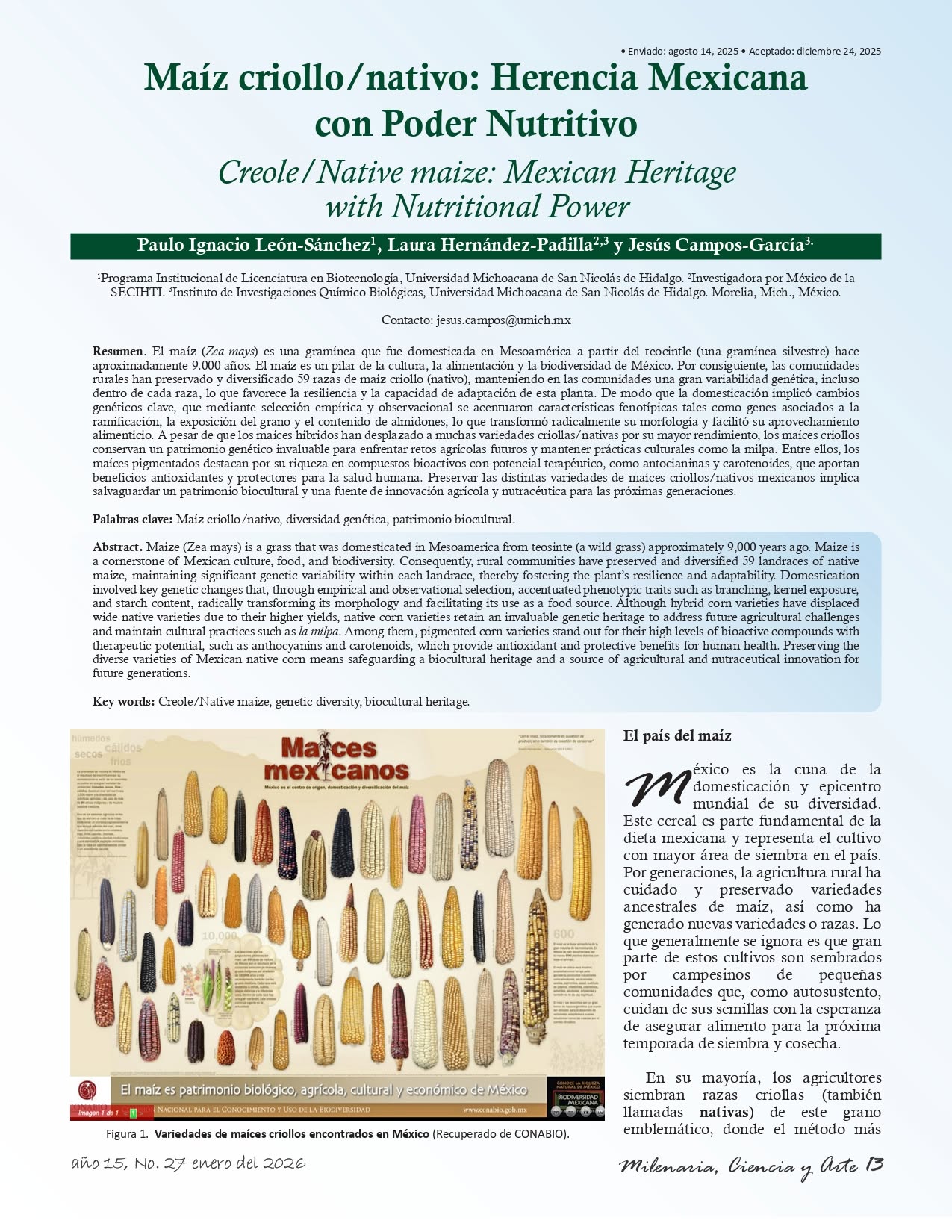 Maiz criollo/nativo: herencia mexicana con poder nutritivo